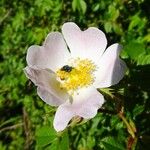 Rosa stylosa Flor