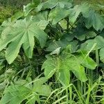 Cecropia schreberiana Hábito