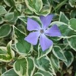 Vinca majorFlower