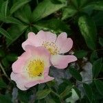 Rosa micrantha Квітка