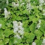 Tiarella cordifolia 整株植物