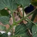 Solanum lycopersicum Kůra