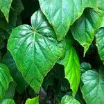 Begonia formosana Habit