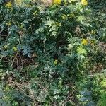 Berberis aquifolium Flower