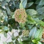 Viburnum rigidum ᱵᱟᱦᱟ