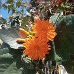 Cordia dodecandra Lorea