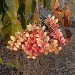 Terminalia paniculata Blüte