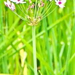 Butomus umbellatus Blüte