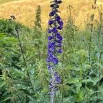 Delphinium fissum Blüte