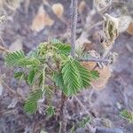 Mimosa tenuiflora Hoja