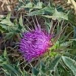 Carduus nutans Lorea