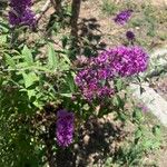 Buddleja japonicaBlomst