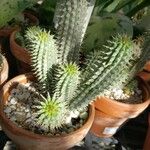 Hoodia gordonii Blatt