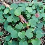 Viola sempervirens Hoja