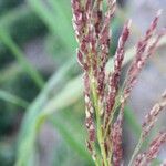 Calamagrostis pseudophragmites Λουλούδι