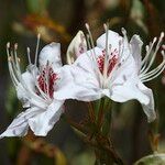 Rhododendron yunnanense Квітка