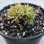 Deuterocohnia brevifolia Bark