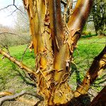Acer griseum Rinde