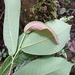 Irvingia grandifolia برگ