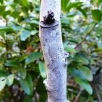 Cupaniopsis oedipoda 樹皮