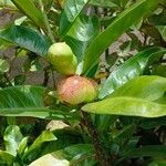 Cascabela gaumeri Fruit