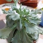 Kalanchoe rhombopilosa Blad