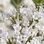 Valeriana officinalisFlower