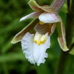 Epipactis palustris Flower