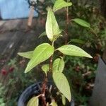 Persicaria odorata Vivejo