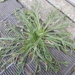 Plantago coronopusList