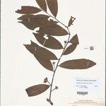 Guatteria hirsuta Leaf