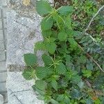 Urtica membranacea Листок