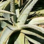 Aloe marlothii Folio