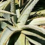 Aloe marlothii 葉