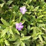 Ruellia humilis Kvet