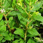 Spiraea japonica Ліст