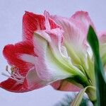 Hippeastrum reginae ᱵᱟᱦᱟ