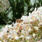Aesculus californica Flor