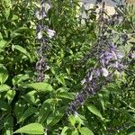 Salvia leucantha Φύλλο