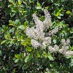 Ceanothus integerrimus