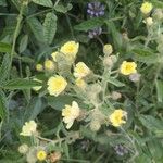 Andryala integrifolia Flor