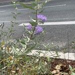 Caryopteris × clandonensisBlatt