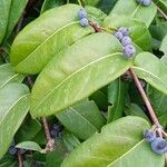 Lonicera acuminata Leaf