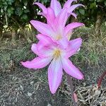 Amaryllis belladonnaFlower