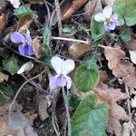 Viola odorata Flor