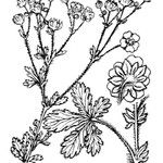 Potentilla inclinata Άλλα