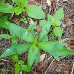 Polygonum lapathifolium Fulla