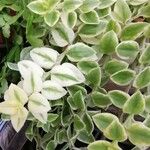 Peperomia serpens Folla