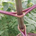 Dahlia imperialis Corteza