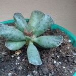 Adromischus cooperiBlatt